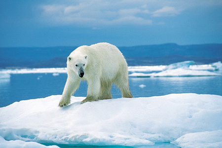 polar bear on ice