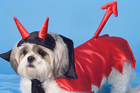 devil costume for dogs