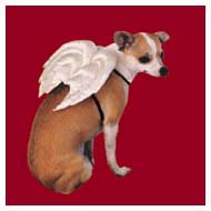 Pet Dog Angel Wings