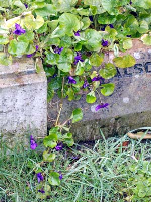 St James, Christleton (Flowers)