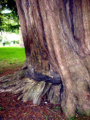 St Andrew, Didling (Tree)